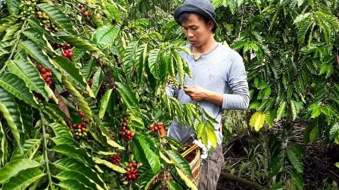 Harga Sayur di Pagar Alam Naik Drastis Usai Teror Harimau Sumatera