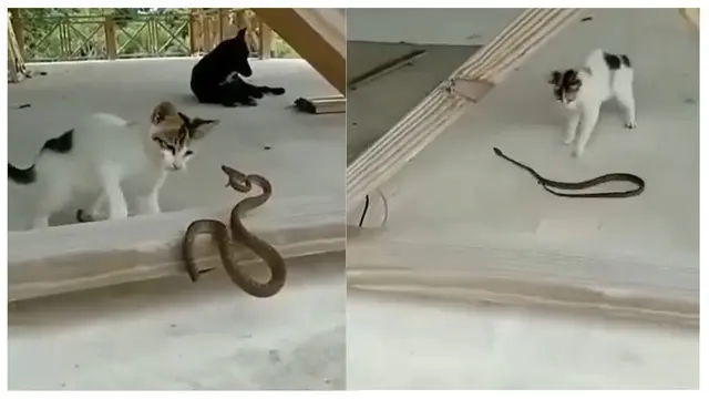 6 Momen Persahabatan Kucing dengan Ular, Tak Takut Meski Kobra