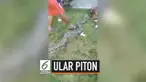 Kejadian mengejutkan dialami seorang perempuan di Mamuju Sulawesi Barat. Ia menginjak ular piton berukuran besar yang dikira batang pohon roboh di jalan setapak.