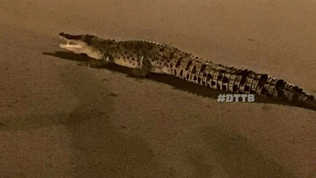 Warga Geger, Buaya Berukuran 2 Meter Berkeliaran di Jalan Raya