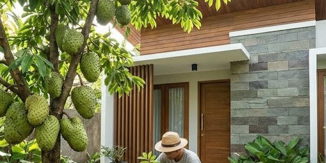 7 Cara Merangsang Pohon Buah Dalam Pot Agar Tidak Mandul, Panen Melimpah di Kebun Mini