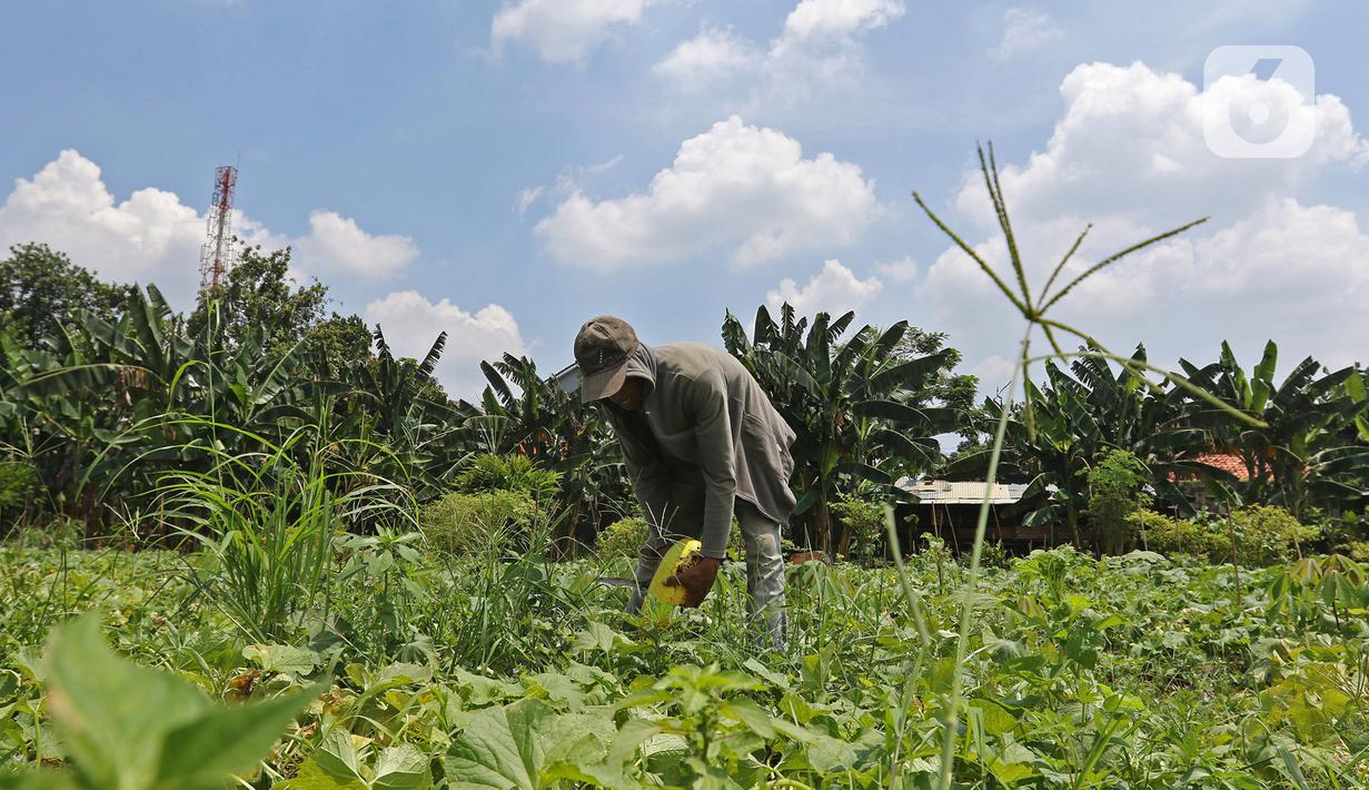Petani memanen timun suri di kawasan Rangkapan Jaya Baru, Pancoran Mas, Depok, Jawa Barat, Selasa (13/4/2021). Buah tersebut dijual dengan harga Rp 15.000 hingga Rp 20.000 tergantung ukuran. (Liputan6.com/Herman Zakharia)
