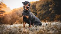 The best guard dogs for family. (Photo: Kevin Seibel/Pixabay)