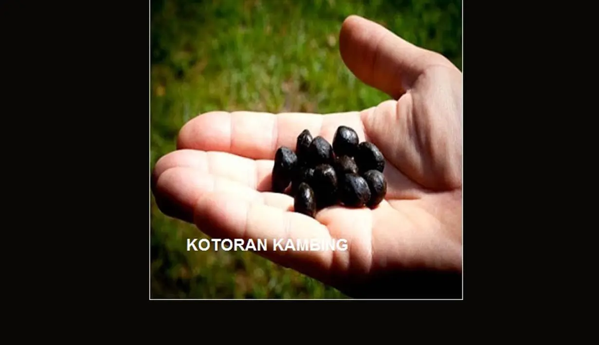 Kotoran hewan juga perlu Anda perhatikan. Pastikan kambing yang akan dikurbankan nanti memiliki kotoran relatif padat, tidak cair, dan tak tercampur dengan darah (Istimewa)