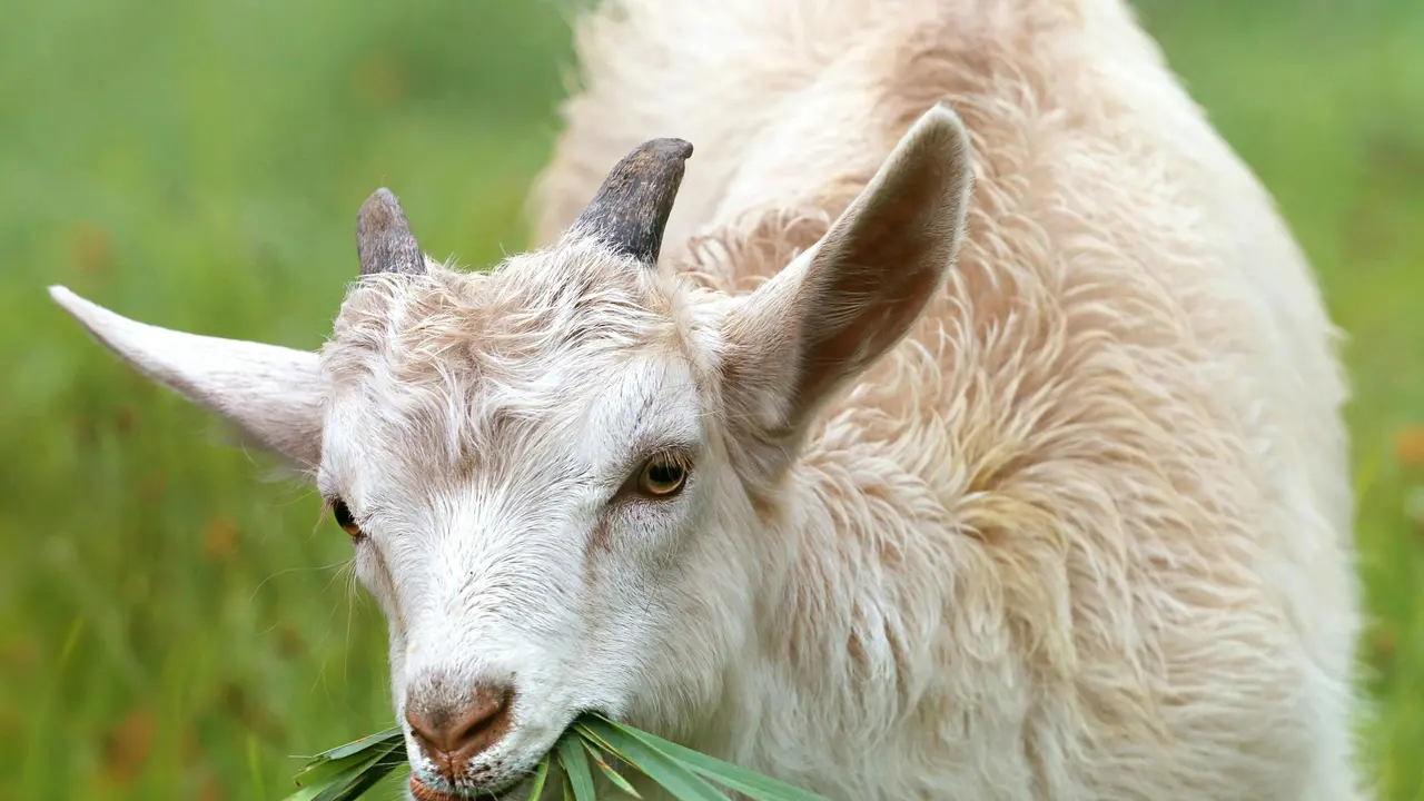 Tanaman yang Bisa Racuni Kambing