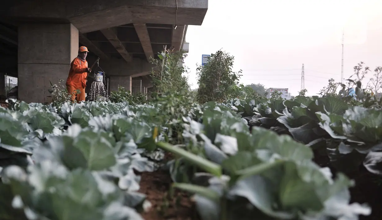 Harun (50) saat merawat kebun sayur di pinggir Jalan Tol Becakayu, Jakarta, Kamis (18/6/2020). Sudah 2 tahun Harun yang berprofesi sebagai petugas kebersihan itu menyambi berkebun sayur-mayur dengan memanfaatkan lahan kosong tepat berada di bawah jalan Tol Becakayu. (merdeka.com/Iqbal S. Nugroho)