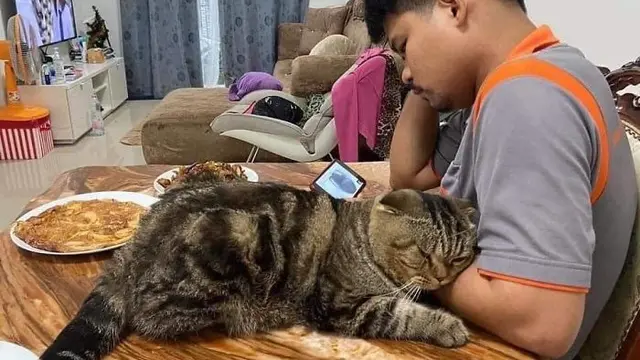 kucing rebut suami