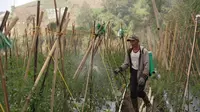 Petani Bersyukur Program MBG Dongkrak Pendapatan 60 Persen, Siap Pasok Sayuran saat Kemarau