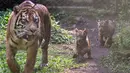 Anak-anak harimau Sumatera (Panthera tigris sumatrae) yang masih berusia sepuluh minggu saat debut mereka di Taman Safari Indonesia II Prigen, Pasuruan, Jawa Timur, Kamis (4/6/2026). (Juni KRISWANTO/AFP)