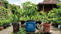Cara Menanam Pohon Buah dalam Kontainer Bekas, Hemat dan Produktif