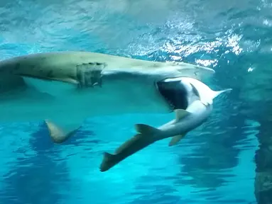 Foto yang dirilis oleh Aquarium Coex di Seoul menunjukkan hiu jenis Sand Tiger, berusia 8 tahun yang berukuran 2,2 meter, menyerang dan memakan seekor hiu jantan berusia lima tahun di sebuah wahana akuarium, 29 Januari 2016. (COEX AQUARIUM/AFP)