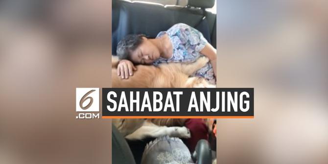 VIDEO: Sepanjang Perjalanan Nenek Ini Dipeluk Anjingnya