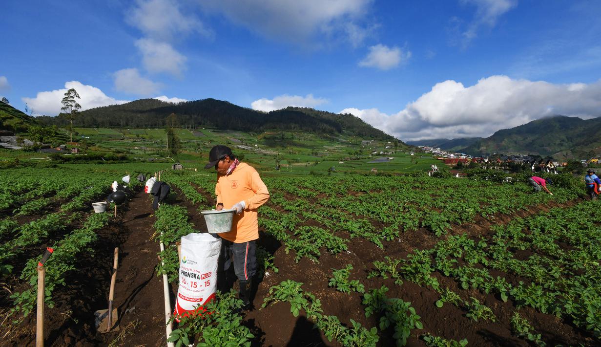Petani melakukan pemupukan tanaman kentang di kawasan dataran tinggi Dieng, Batur, Banjarnegara, Jawa Tengah, Minggu (2/11/2025). Petani kentang di kawasan Batur, Banjarnegara, Jawa Tengah menghadapi kendala terkait kebijakan pupuk bersubsidi yang baru. (merdeka.com/Arie Basuki)