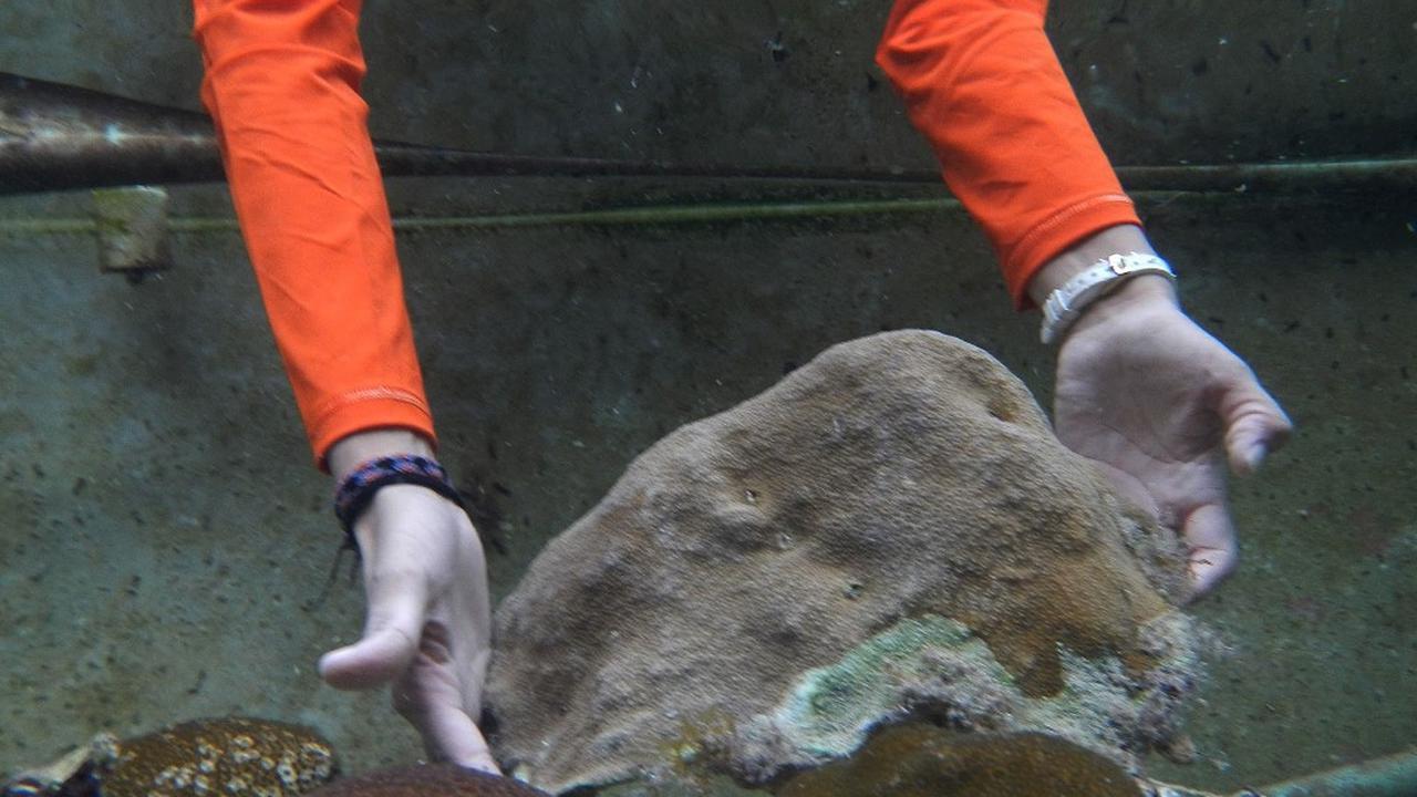 84 Persen Terumbu Karang Global Memutih, Tingkat Terburuk Sepanjang Sejarah