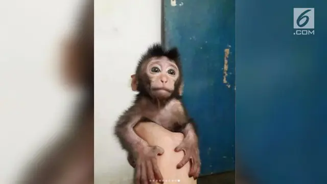 Warganet dihebohkan dengan foto saat seorang pemburu pamer monyet yang baru dibunuhnya. Pemburu tega membunuh dua induk monyet di depan anaknya sendiri.
