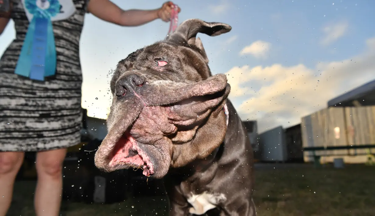 Martha, anjing Neapolitan Mastiff, menggerakan kepalanya usai memenangkan gelar ‘Anjing Terjelek di Dunia’ dalam kompetisi tahunan di Petaluma, California, 23 Juni 2017. Pemenang kontes ini mendapatkan tropi dan uang tunai US$ 1500. (JOSH EDELSON/AFP)