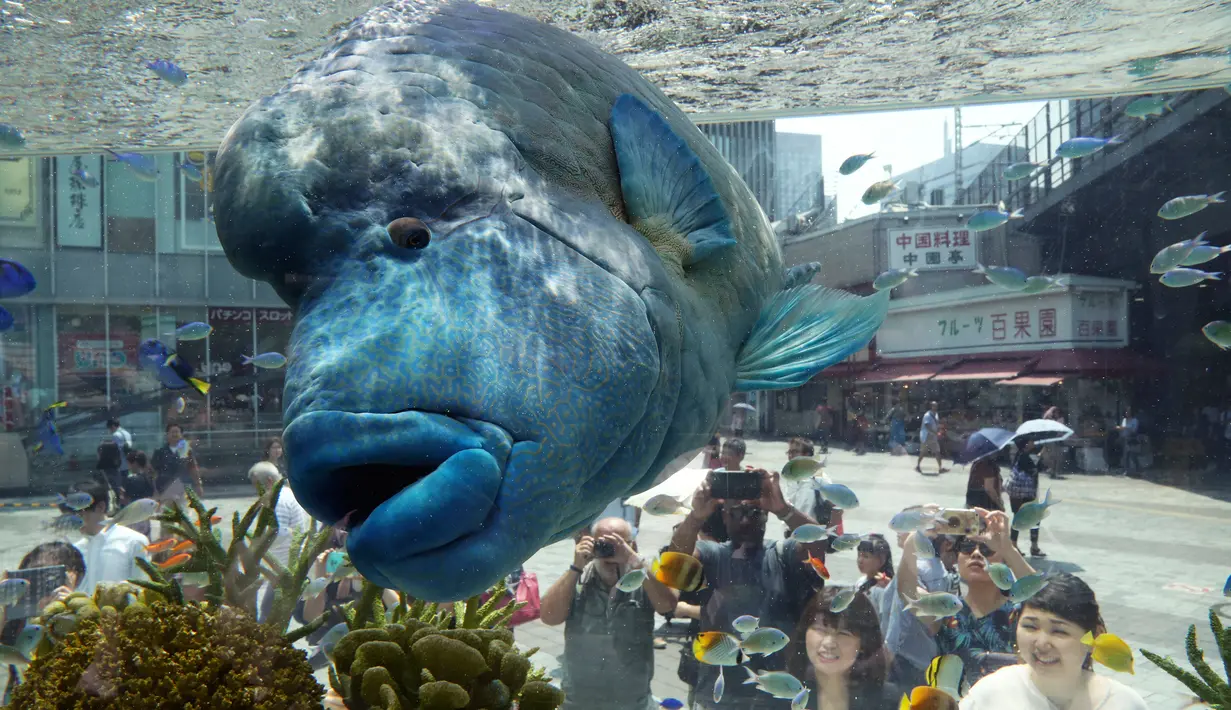 Pengunjung mengambil gambar ikan Napoleon yang berada dalam akuarium saat pameran Sony Aquarium 2017 di Tokyo (31/7). (AP Photo / Koji Sasahara)