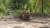 Harimau bernama Ustad yang dibius dan dipindahkan ke kandang kecil di sebuah kebun binatang India. (BBC)