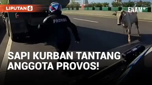 VIDEO: Anggota Provos Polri Diseruduk Sapi Kurban di Exit Tol Ancol