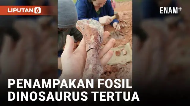 VIDEO: Penemuan Fosil Dinosaurus Berusia 233 Juta Tahun di Brasil