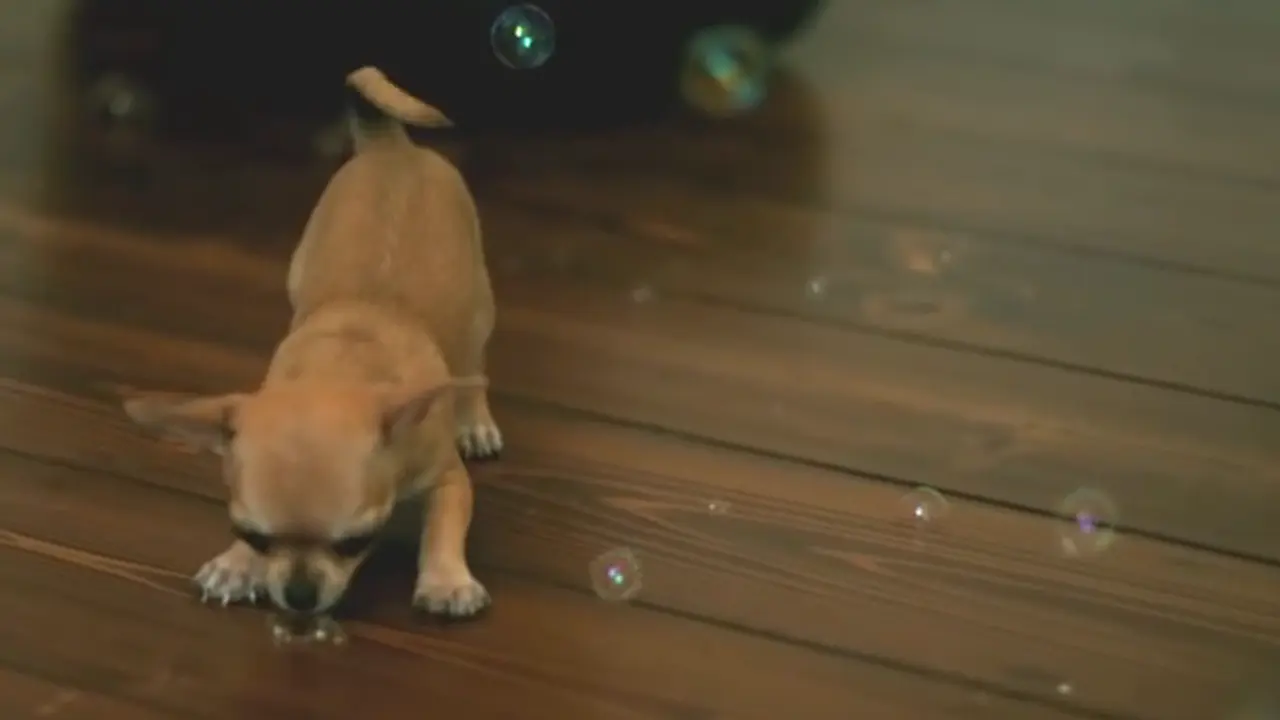 Anjing bermain balon sabun. (Youtube)