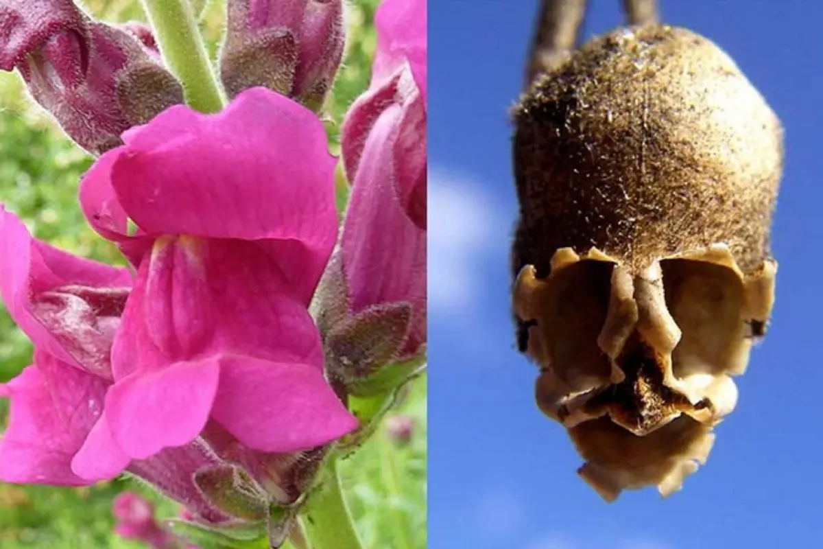 Mirip Tengkorak, Ternyata Bunga Snapdragon Bisa Cegah Kanker