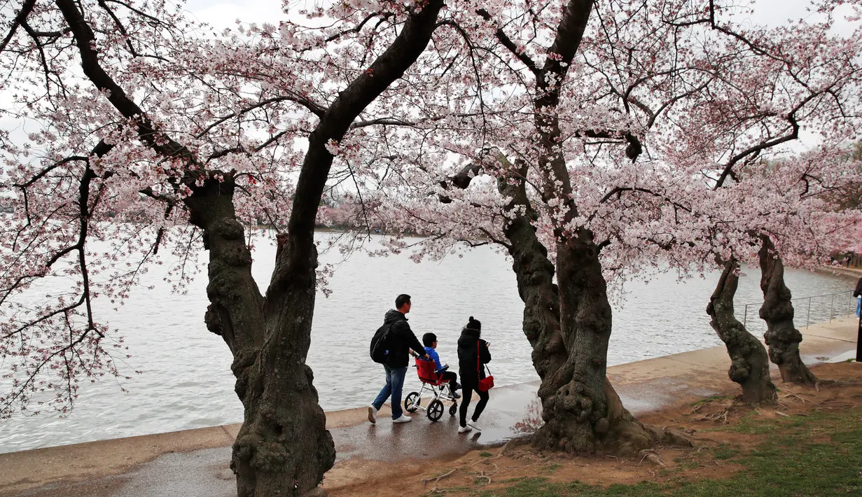 Wisawatan berjalan melintasi pohon Sakura yang sedang mekar di Washington (4/2). Festival Cherry Blossom tahun ini berlangsung dari 20 Maret sampai 15 April. (AP Photo/Jacquelyn Martin)