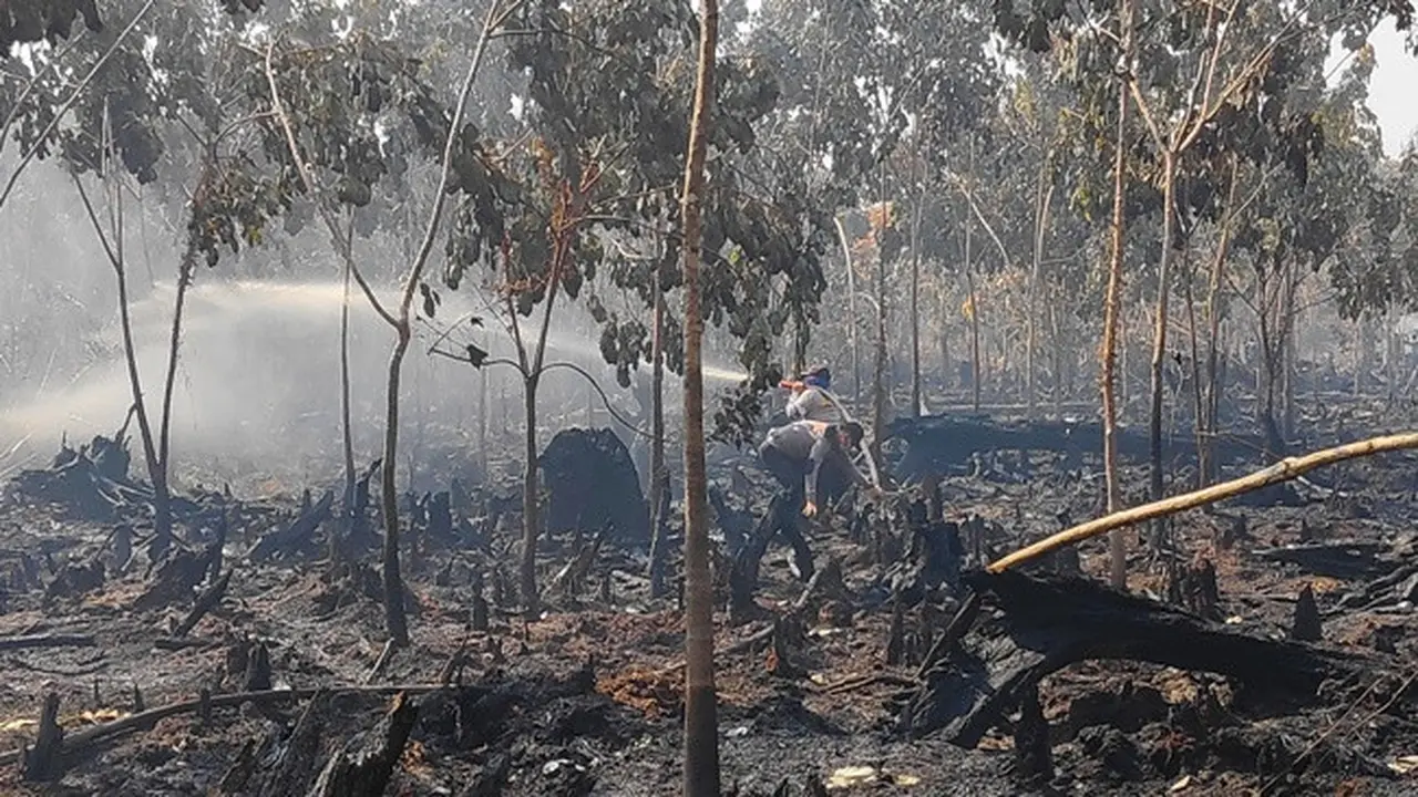 Personel Satgas Karhutla Riau memadamkan kebakaran lahan di kebun karet milik masyarakat.