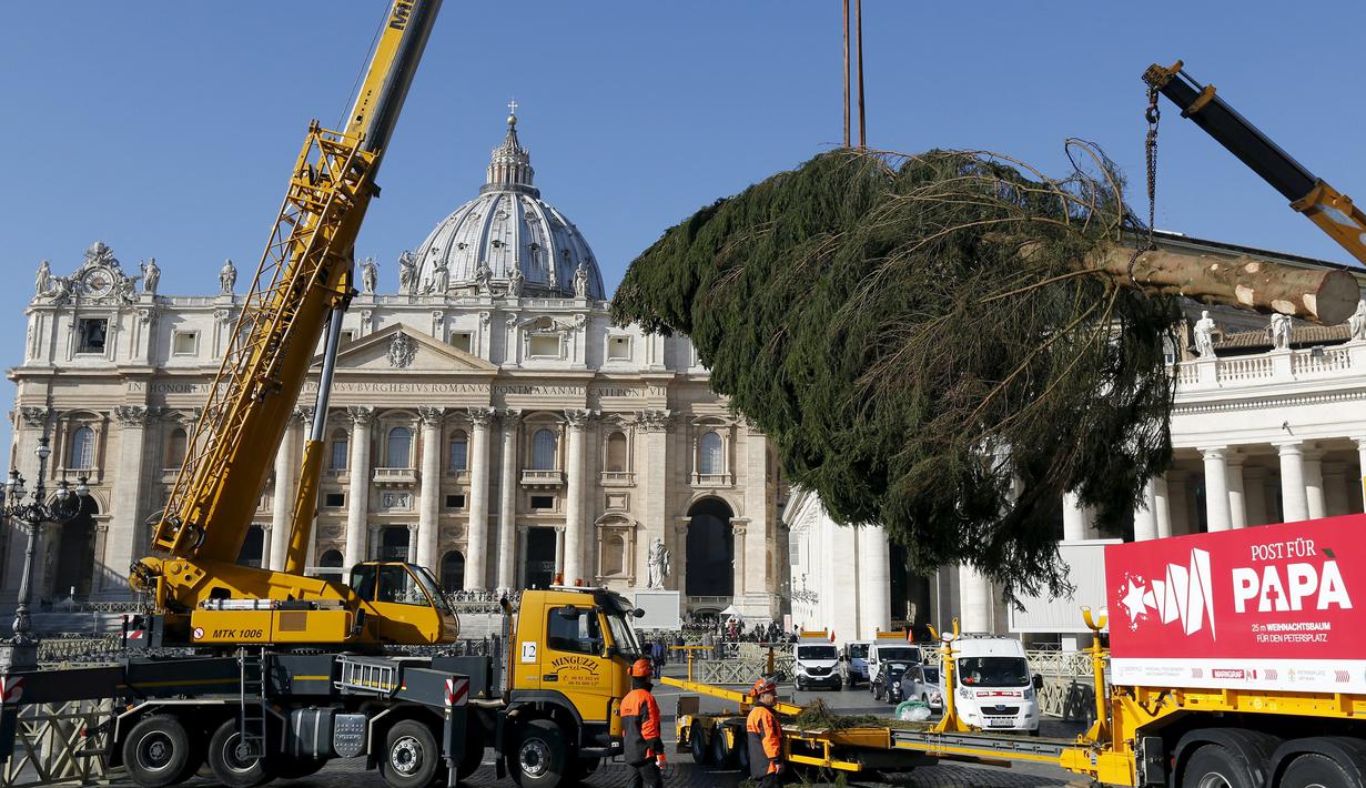 Sebuah pohon cemara besar diangkat untuk dipasang sebagai pohon natal di Lapangan Santo Petrus, Vatikan, Kamis (19/11/2015). Pohon natal setinggi 25 meter tersebut disumbang dari wilayah Bavaria di Jerman. (Reuters/ Stefano Rellandini)