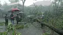 Sejumlah orang mengamati pohon tumbang di parkiran Metropole XXI, Cikini, Jakarta Pusat, Minggu (31/12). Hujan angin melanda Jakarta jelang malam pergantian tahun hingga membuat beberapa pohon bertumbangan. (Liputan6.com/Herman Zakharia)