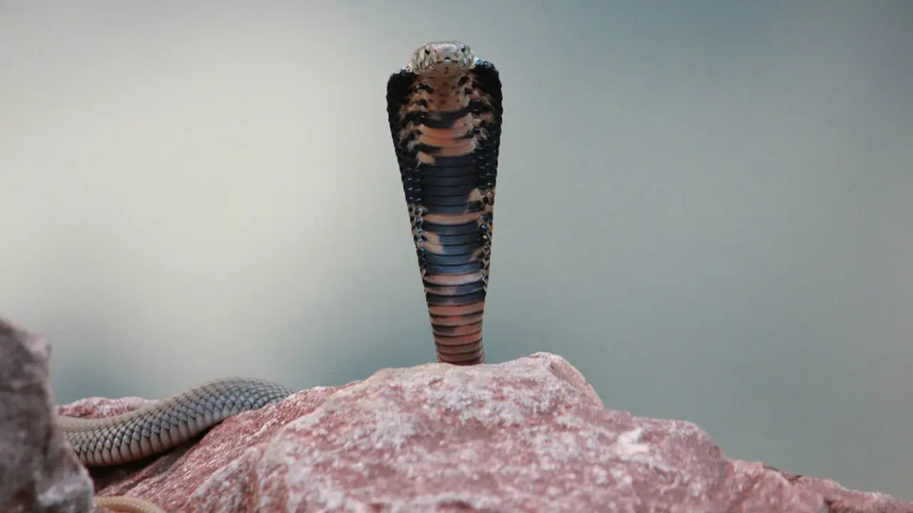 Ular kobra Naja mossambica