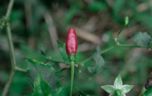 Ilustrasi Bunga Cabai/Photo by Haerul Am on Unsplash