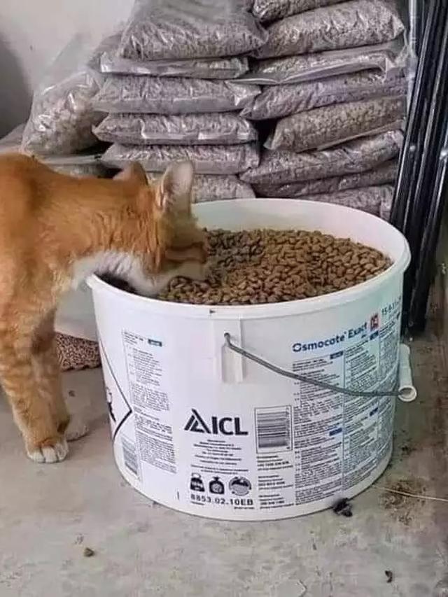 7 Momen Nyeleneh Orang Manjakan Hewan Peliharaan Ini Kocak Banget