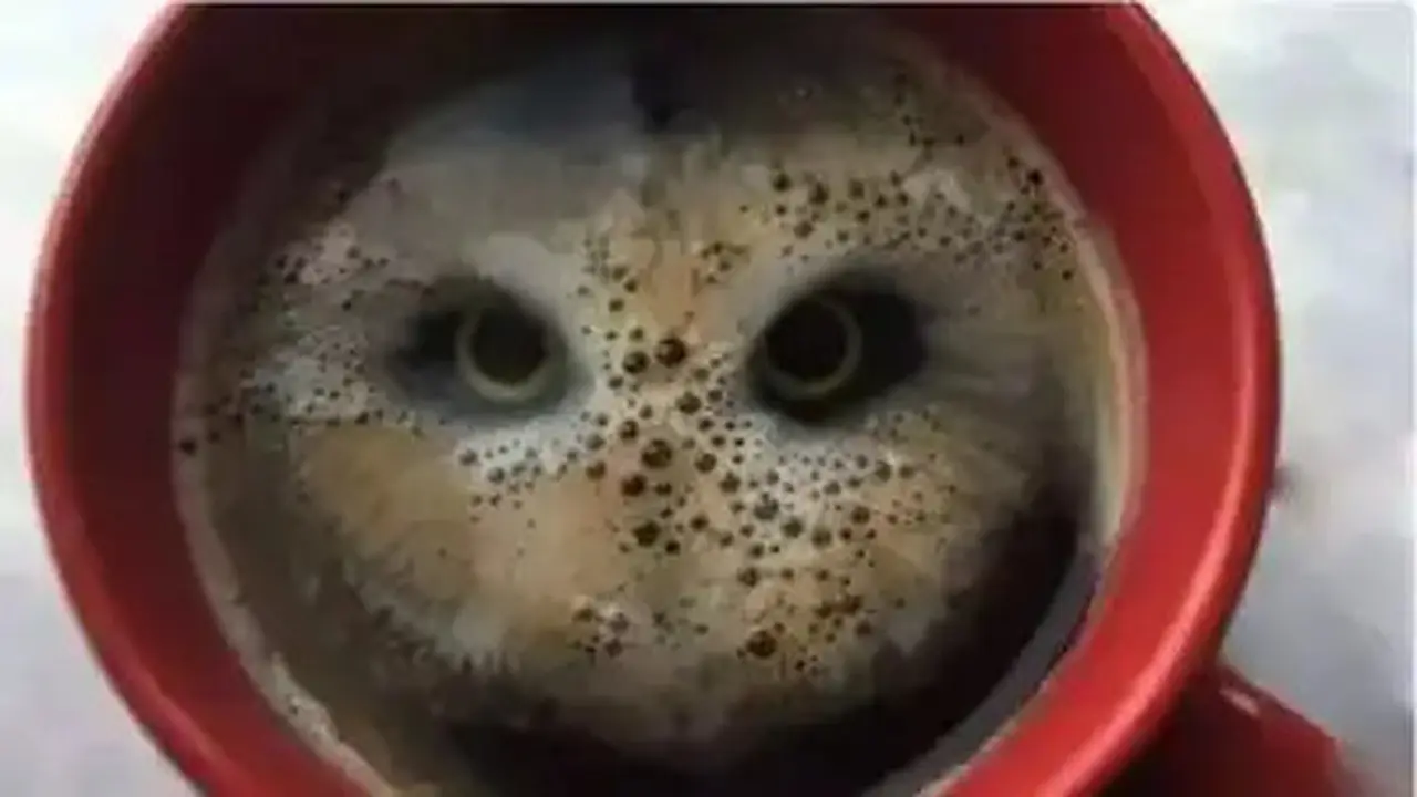 Burung Hantu atau Kopi? Gambar Pertama Dilihat Ungkap Logis