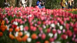 Pengunjung berjalan melewati hamparan bunga tulip di taman Kastil Pralormo di Pralormo, dekat Turin (11/4/2022). Lebih dari 75.000 bunga tulip bermekaran di waktu yang sama waktu dan mengumumkan kedatangan musim semi. (AFP/Marco Bertorello)