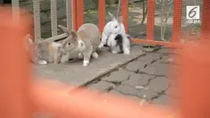 Seorang mantan pecandu narkoba kini sukses menjadi peternak kelinci.