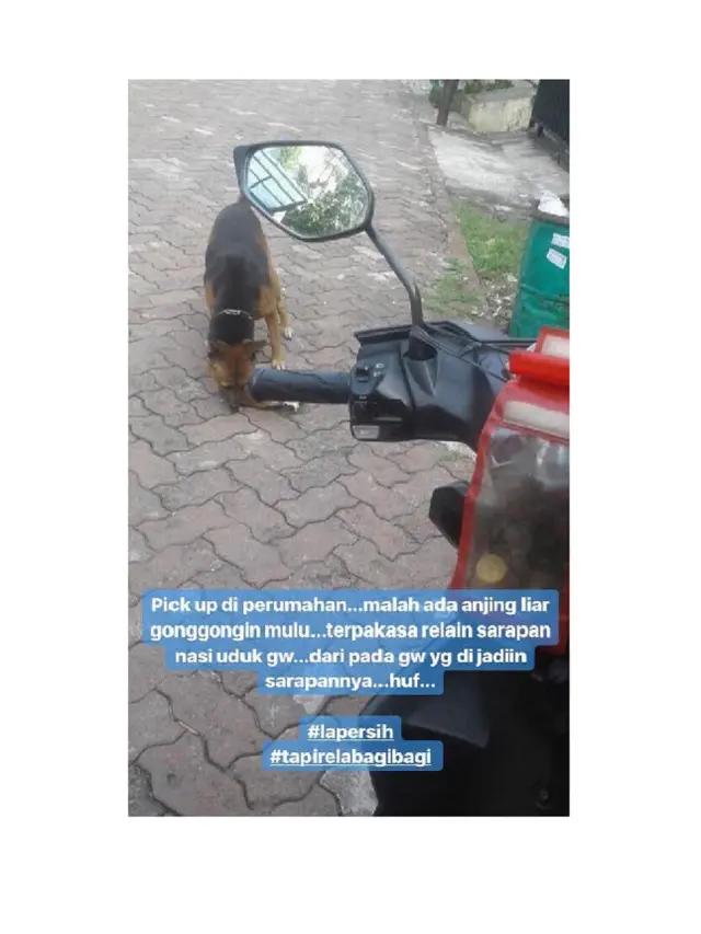 Ketemu Anjing, Ini 5 Aksi Kocak yang Dilakukan Ojol