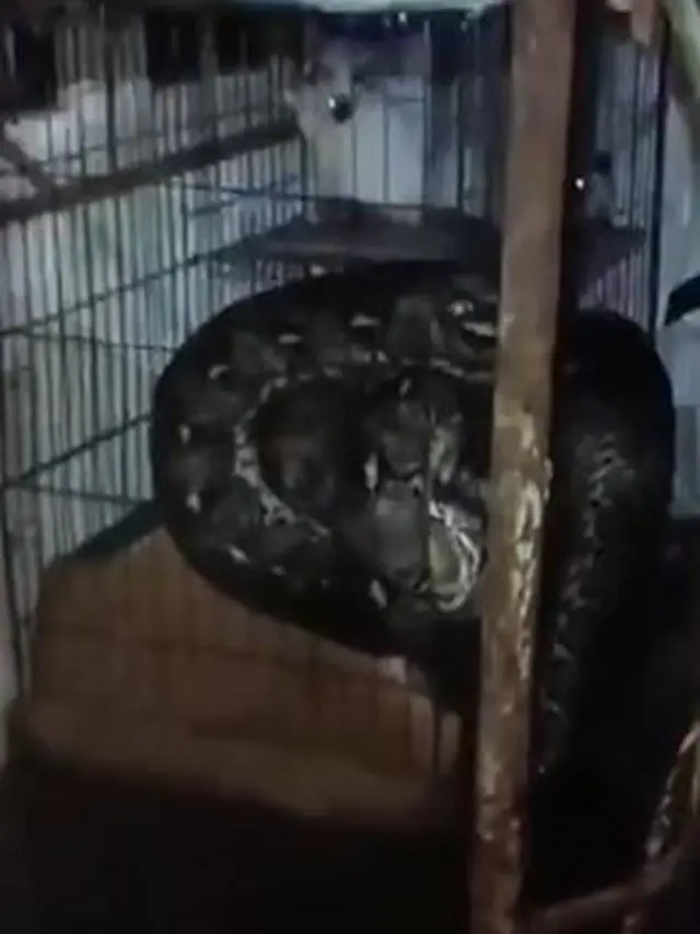 Ular Besar Masuk ke Dalam Kucing saat Banjir, Keselamatan Anabul Bikin Warganet Khawatir