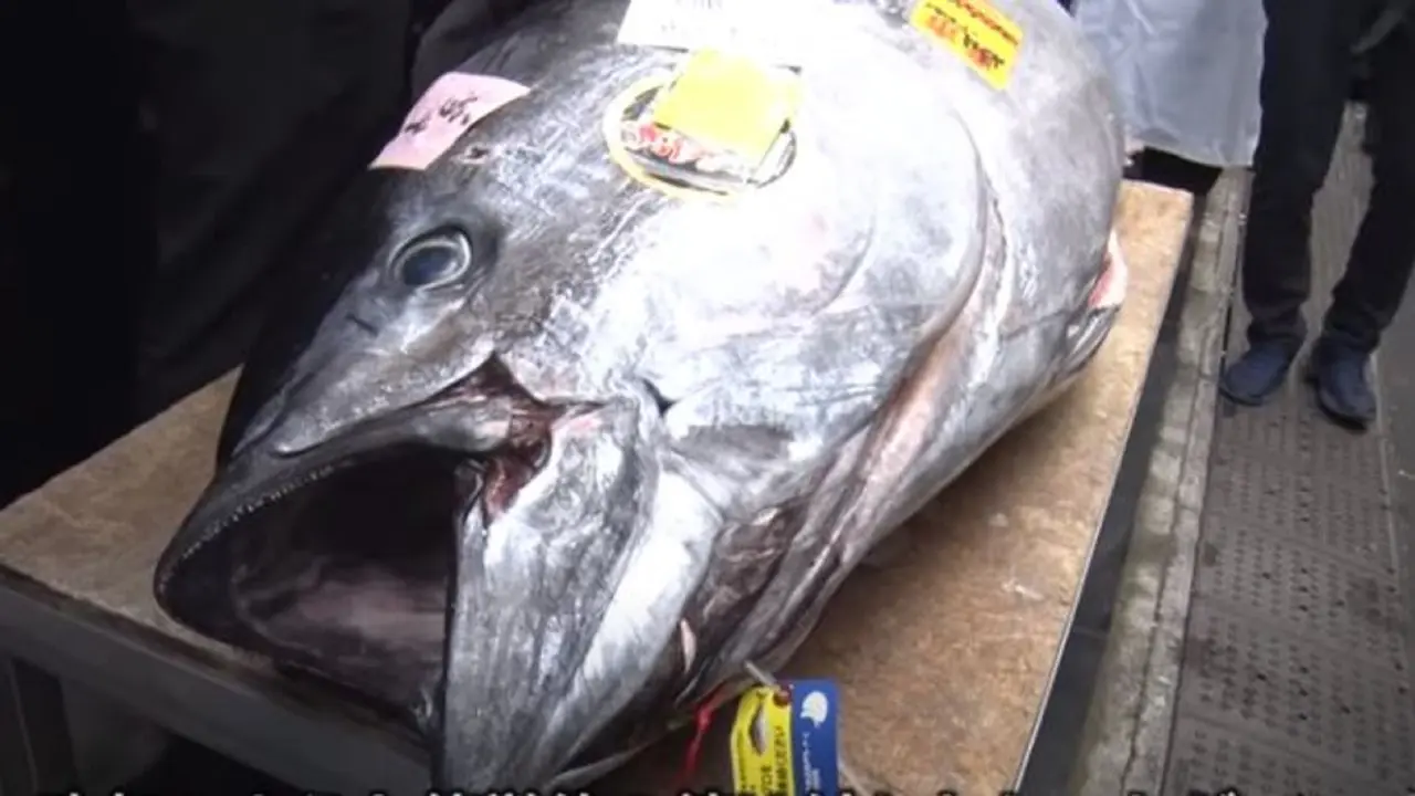 Tuna sirip biru