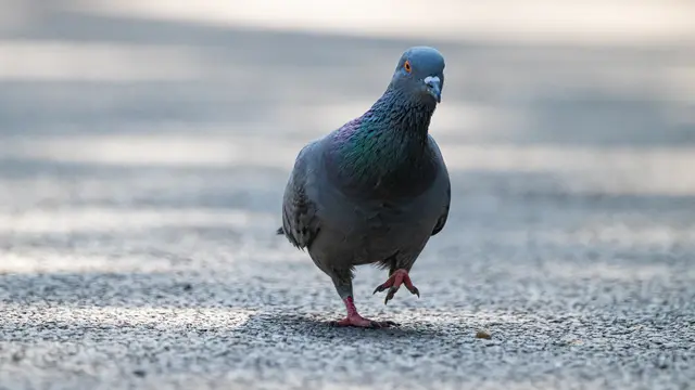 Ilustrasi burung merpati