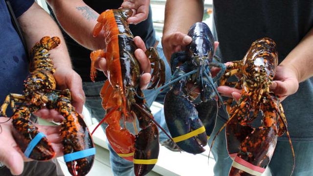 Lobster langka. (Maine Coastal for Fisheries Facebook)