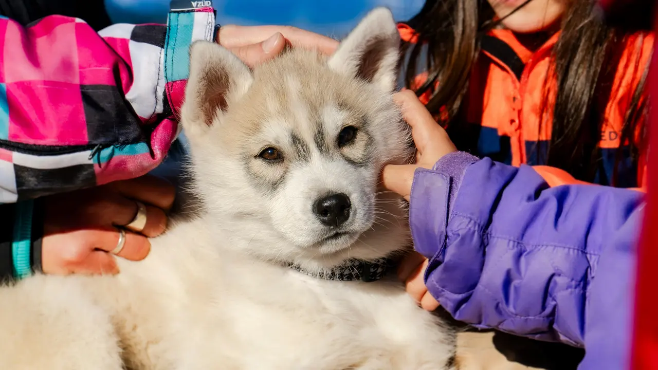 Pet