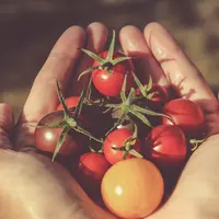 tomat/copyright: unsplash/jametlene reskp