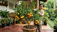 9 Jenis Pohon Jeruk yang Cepat Berbuah di Pot, Varietas Unggul Paling Genjah