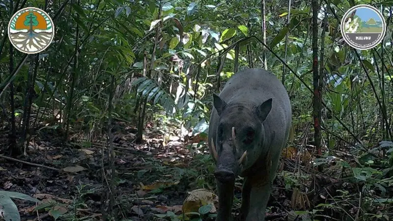 Babirusa Maluku