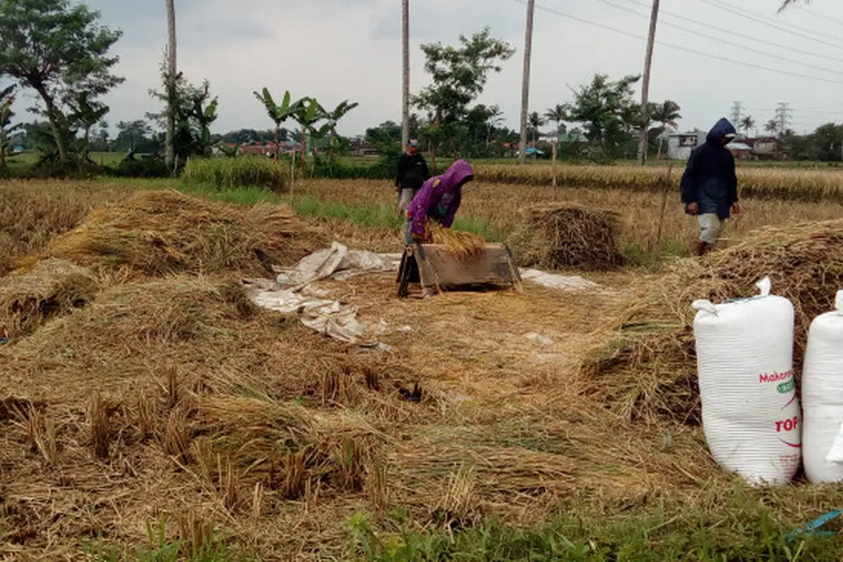 Panen Raya Aman dan Produksi Padi di Kabupaten Malang Surplus