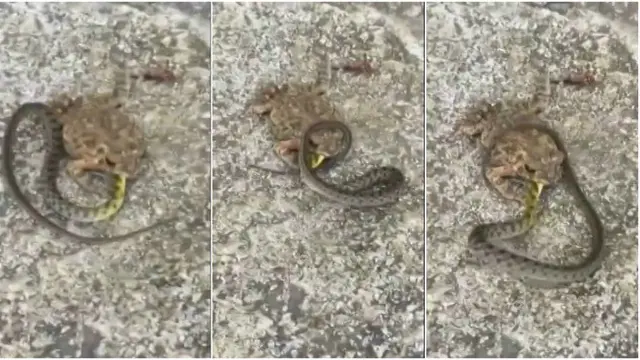Kodok makan ular