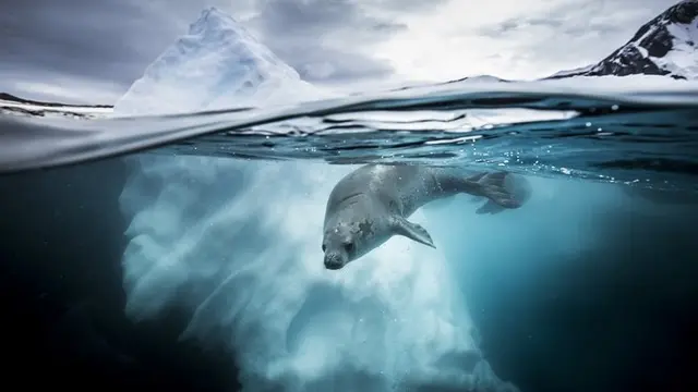 Hasil Jepretan Memukau Fotografi Bawah Air Terbaik 2019 (sumber: underwaterphotographeroftheyear)