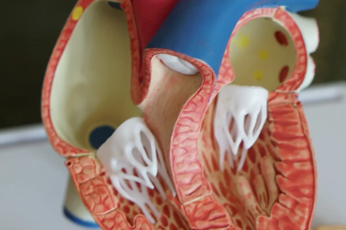 Ilustrasi organ tubuh