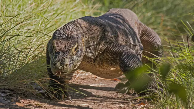 Reptil